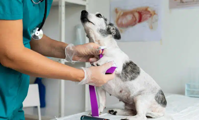 Pet Health